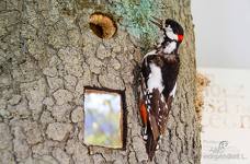 Naturparkhaus Trudner Horn - Ausstellung Erdgeschoss
