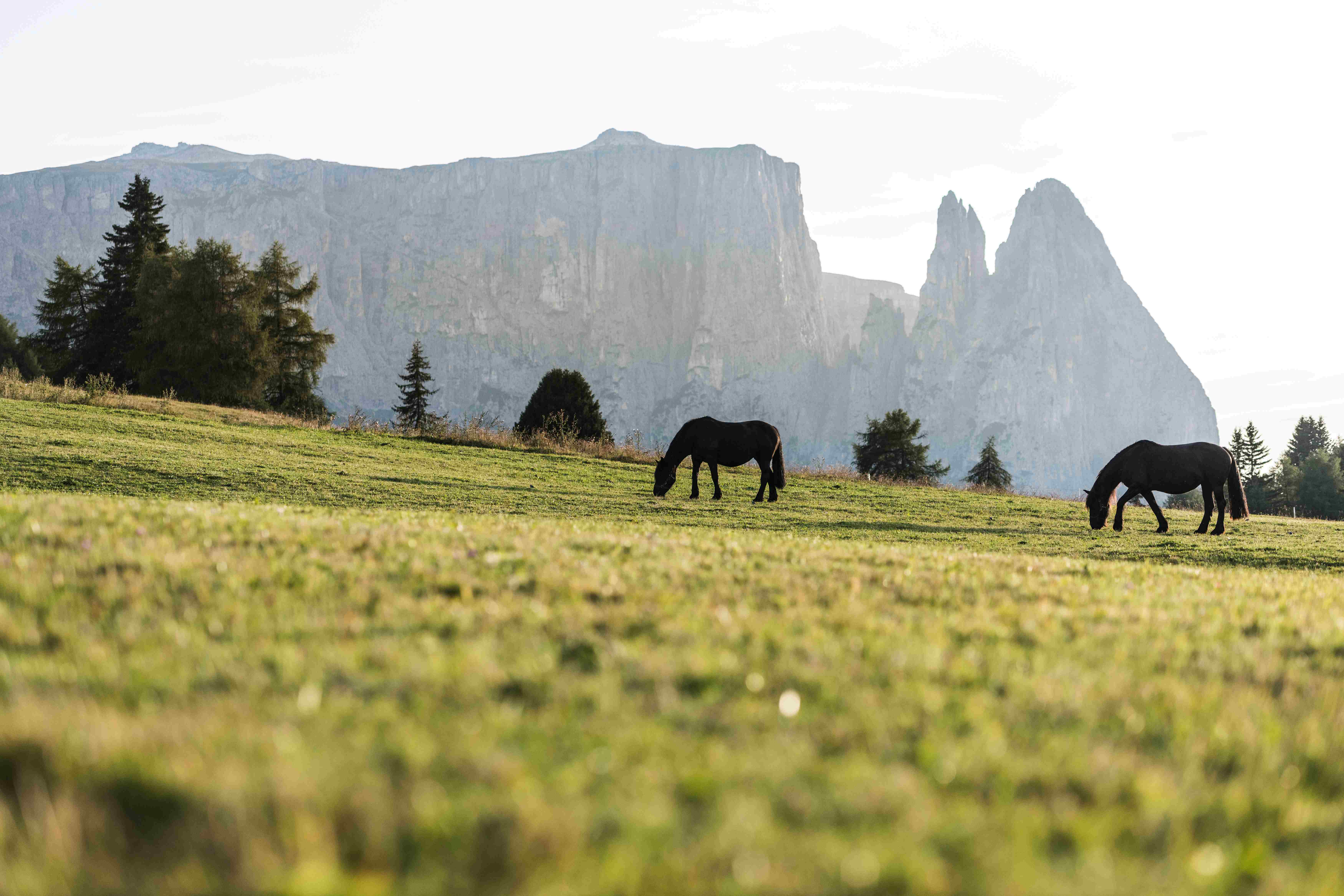 Seiser Alm