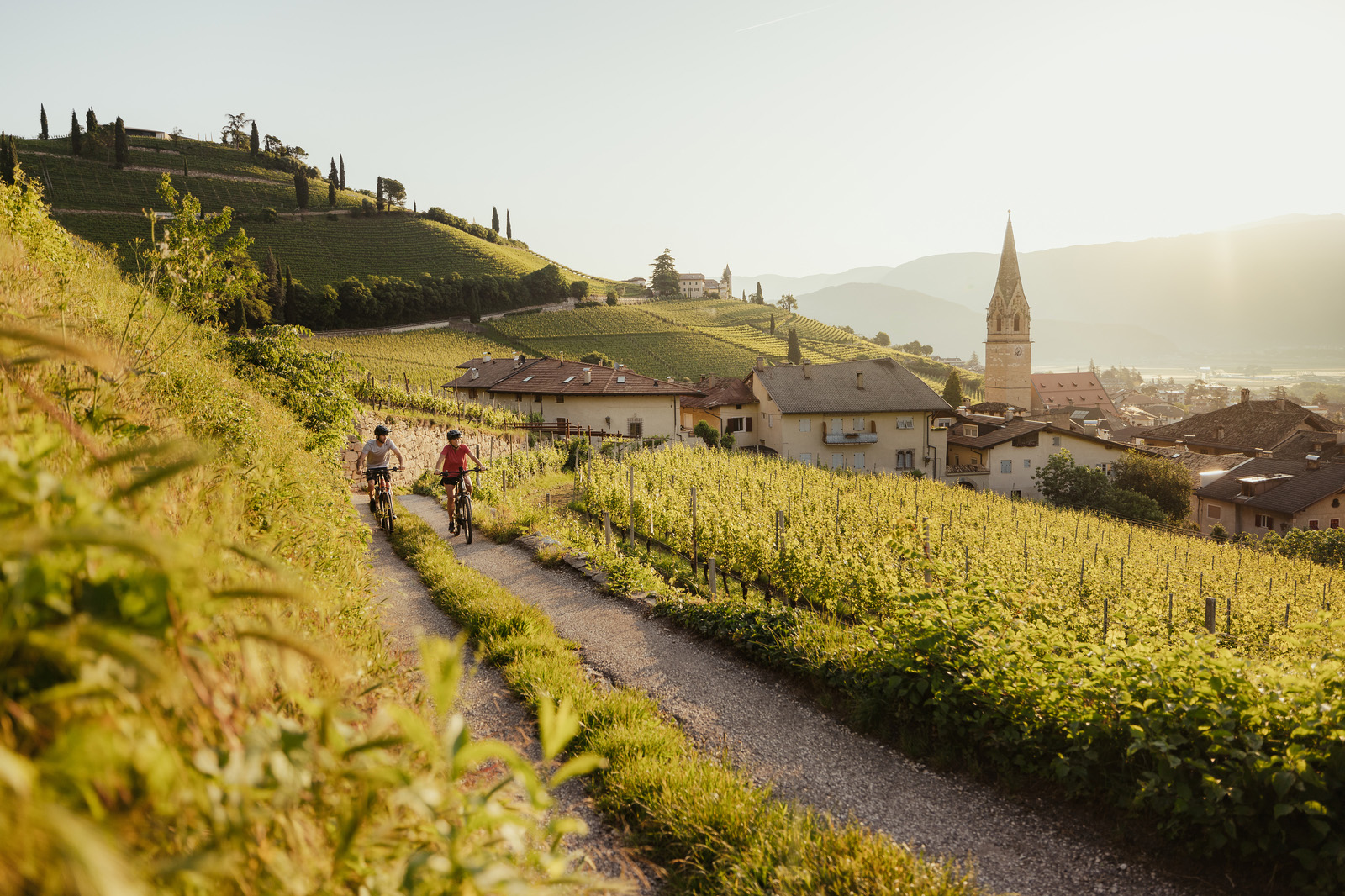 Weinberge